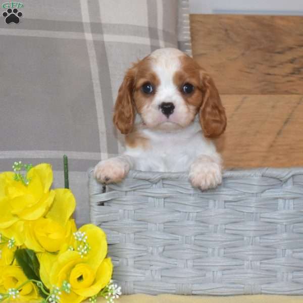 Biscuit, Cavalier King Charles Spaniel Puppy