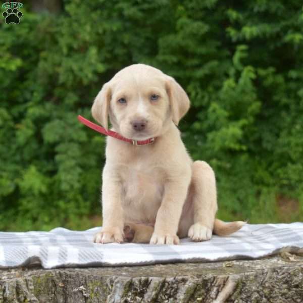 Biscuit, Labradoodle Puppy