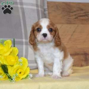 Biscuit, Cavalier King Charles Spaniel Puppy