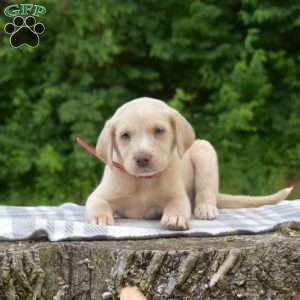 Biscuit, Labradoodle Puppy