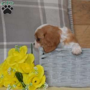 Biscuit, Cavalier King Charles Spaniel Puppy