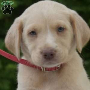 Biscuit, Labradoodle Puppy