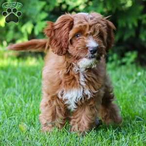 Biscuit, Cavapoo Puppy
