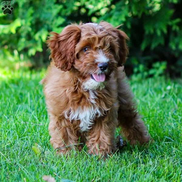Biscuit, Cavapoo Puppy