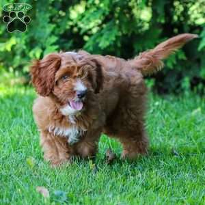 Biscuit, Cavapoo Puppy