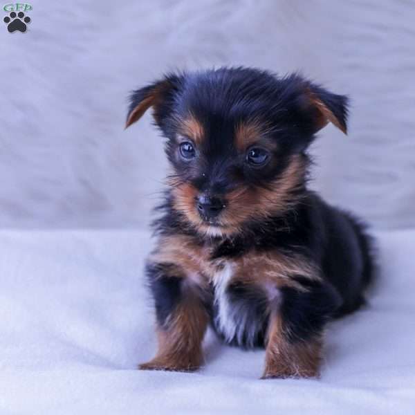 Biscuit, Yorkie Puppy