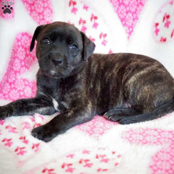 Blackbear, Labrador Mix Puppy