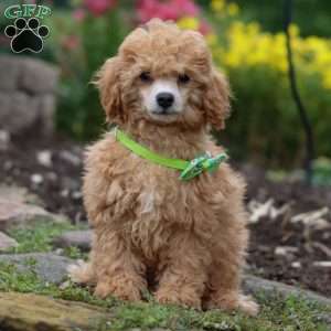 Blade, Miniature Poodle Puppy