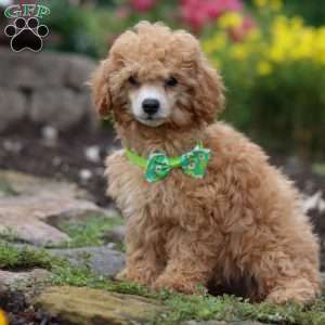 Blade, Miniature Poodle Puppy