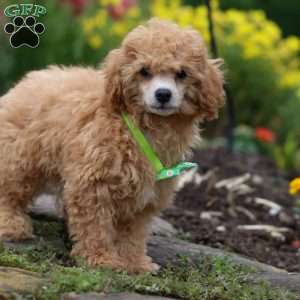 Blade, Miniature Poodle Puppy