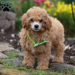 Blade, Miniature Poodle Puppy
