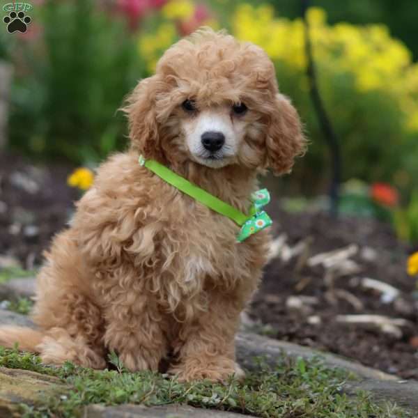 Blade, Miniature Poodle Puppy