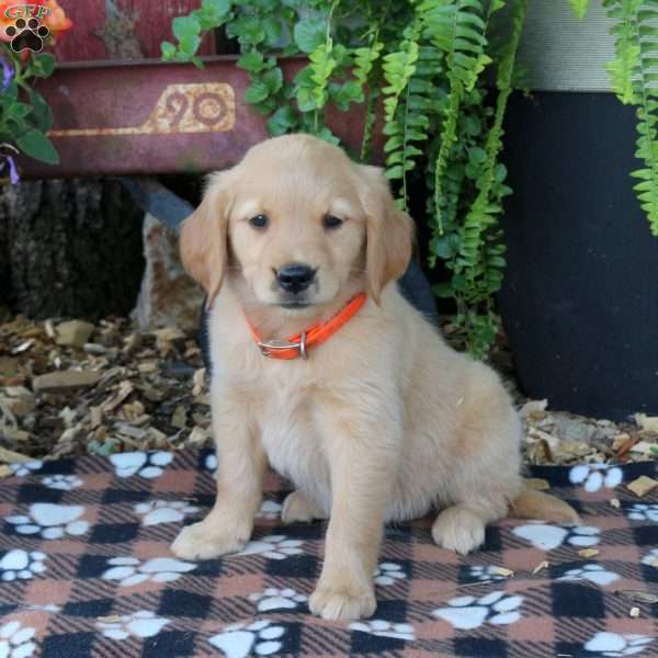 Blair, Golden Retriever Puppy