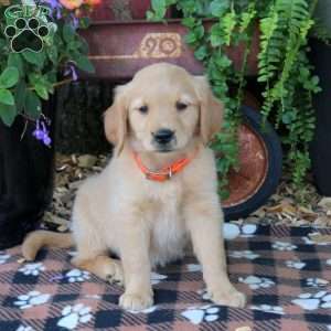 Blair, Golden Retriever Puppy