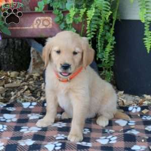 Blair, Golden Retriever Puppy