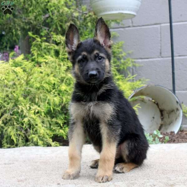 Blake, German Shepherd Mix Puppy