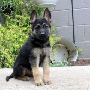 Blake, German Shepherd Mix Puppy