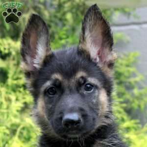 Blake, German Shepherd Mix Puppy