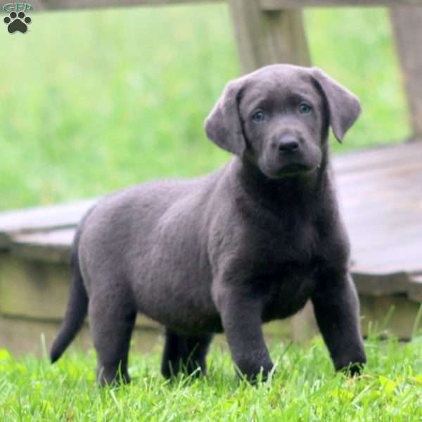 Blake, Labrador Mix Puppy