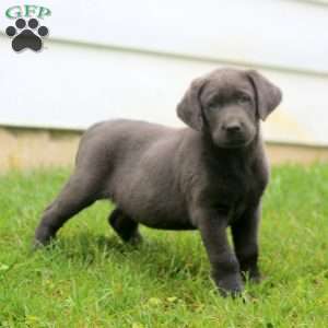 Blake, Labrador Mix Puppy