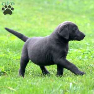 Blake, Labrador Mix Puppy