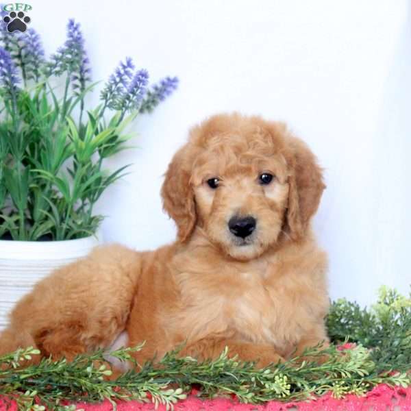 Blaze, Mini Goldendoodle Puppy