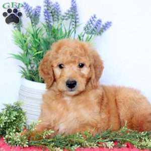 Blaze, Mini Goldendoodle Puppy