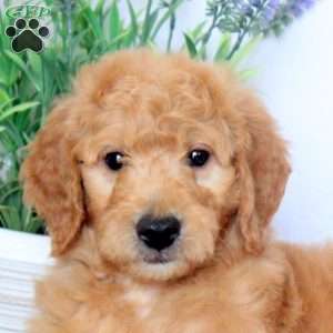 Blaze, Mini Goldendoodle Puppy
