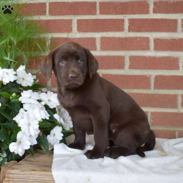 Blossom, Chocolate Labrador Retriever Puppy