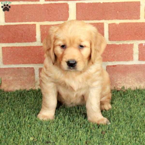 Blossom, Golden Retriever Puppy