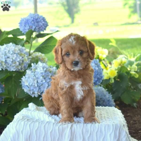 Blossom, Cavapoo Puppy