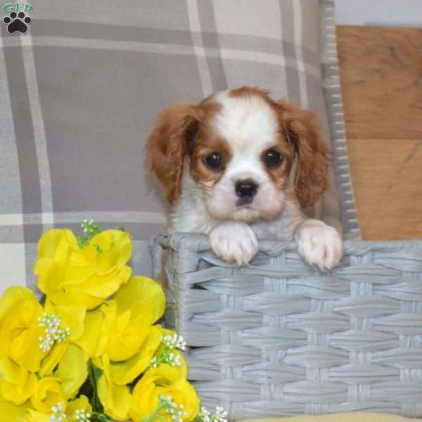 Blossom, Cavalier King Charles Spaniel Puppy