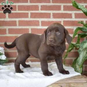 Blossom, Chocolate Labrador Retriever Puppy