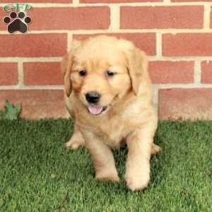 Blossom, Golden Retriever Puppy