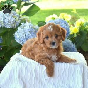 Blossom, Cavapoo Puppy