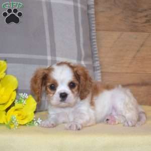 Blossom, Cavalier King Charles Spaniel Puppy