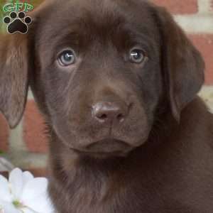 Blossom, Chocolate Labrador Retriever Puppy