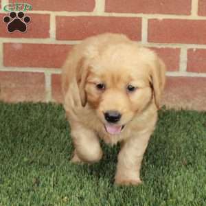 Blossom, Golden Retriever Puppy