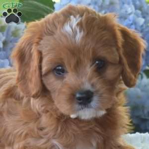 Blossom, Cavapoo Puppy
