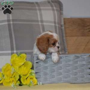Blossom, Cavalier King Charles Spaniel Puppy
