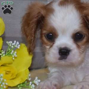 Blossom, Cavalier King Charles Spaniel Puppy