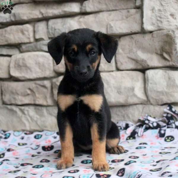 Boba, Golden Retriever Mix Puppy