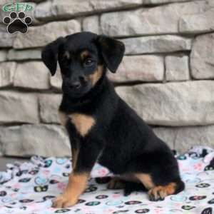 Boba, Golden Retriever Mix Puppy