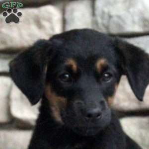 Boba, Golden Retriever Mix Puppy