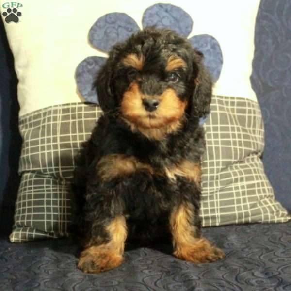 Bobby, Yorkie Poo Puppy
