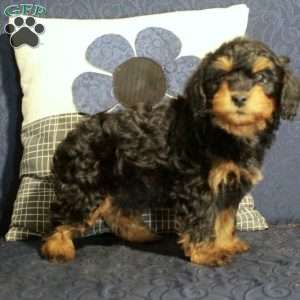 Bobby, Yorkie Poo Puppy