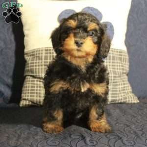 Bobby, Yorkie Poo Puppy