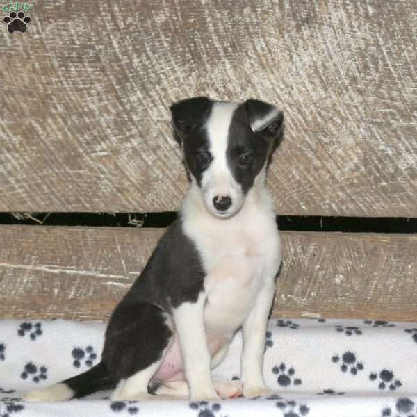 Bonnie, Border Collie Mix Puppy