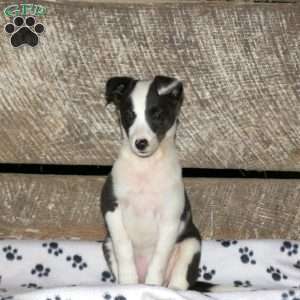 Bonnie, Border Collie Mix Puppy