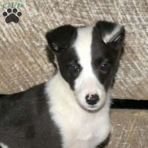 Bonnie, Border Collie Mix Puppy